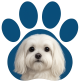Prime Maltese For Adoption